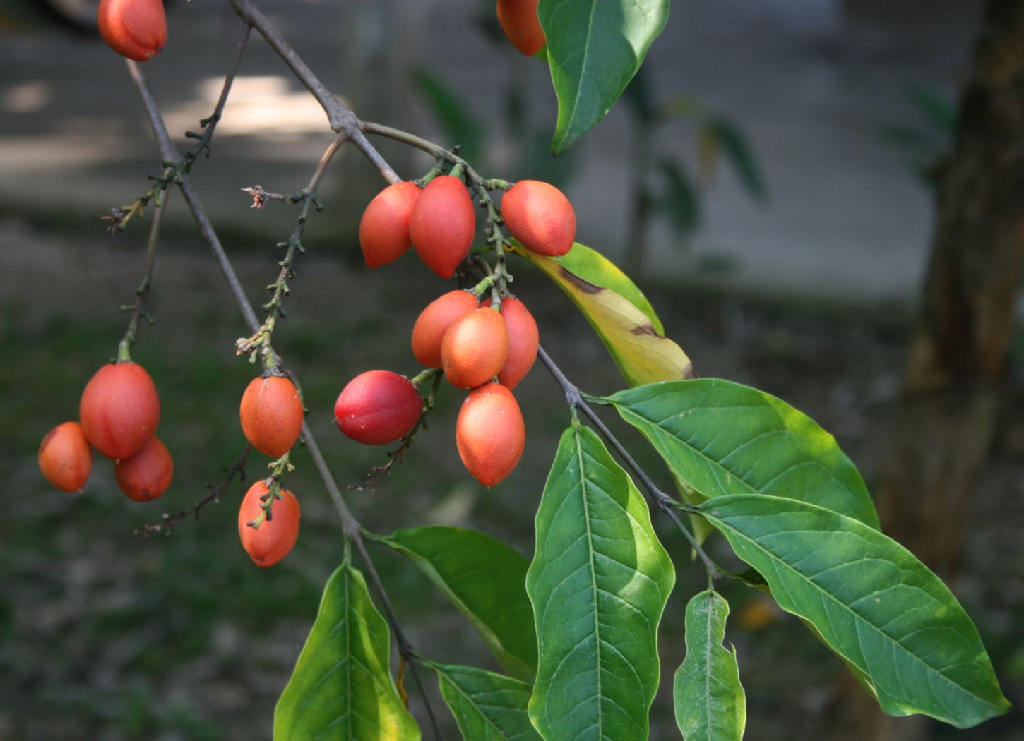 Arbol Cerezo de Maní